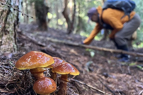 Mushroom Foraging Hike