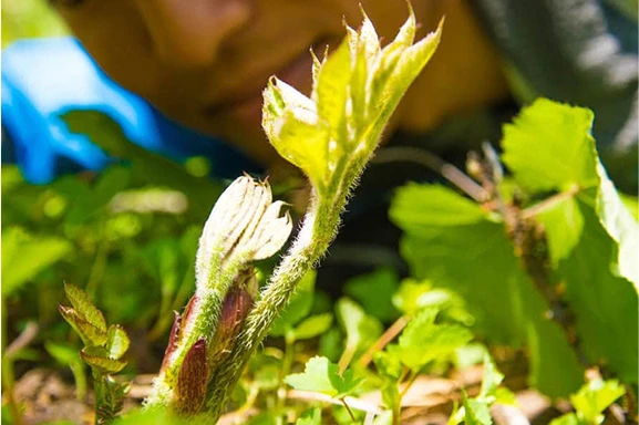 Wild Mountain Vegetable Hiking & Full-Course Sansai Dinner